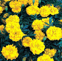 US Seller 50 Marigold Ez Grow French Double Yellow Marigold Seeds Fast Shipping - $21.50