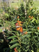 Milkweed 1 Plant 8&quot; tall Starter Plants - £7.84 GBP