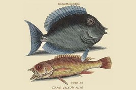 Tang &amp; Yellow Fish by Mark Catesby #2 - Art Print - £17.62 GBP+