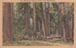 Scene Along a Forest Trail Washington WA Postcard D07 - £2.39 GBP