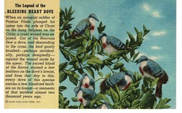 1958 Vintage Legend of Bleeding Heart Dove Miami Florida Postcard rare bird farm - £2.32 GBP