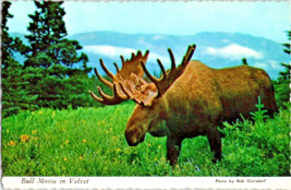 Postcard Alaska Bull Moose in Velvet Often Big Game Hunters 1200 lbs.  6x4 In - £3.92 GBP