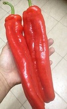 15 Giant Red Marconi Sweet Pepper Seeds  From Italy 810In Large - £8.69 GBP