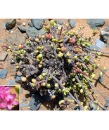 10pcs Ceraria fruticulosa Seeds Lovely potted plants - $747.33 MXN