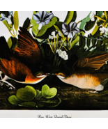 1979 Key West Quail Dove Color Plate Print Audubon Birds Of America Art ... - $29.99