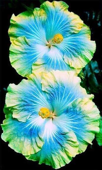 Best 25 seeds Blue & Yellow Hibiscus Flowers Huge Blooms Planting Garden