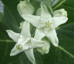 10 Pc Seeds Calotropis Gigantea White Plant, Giant Milkweed Seeds for Pl... - £20.11 GBP