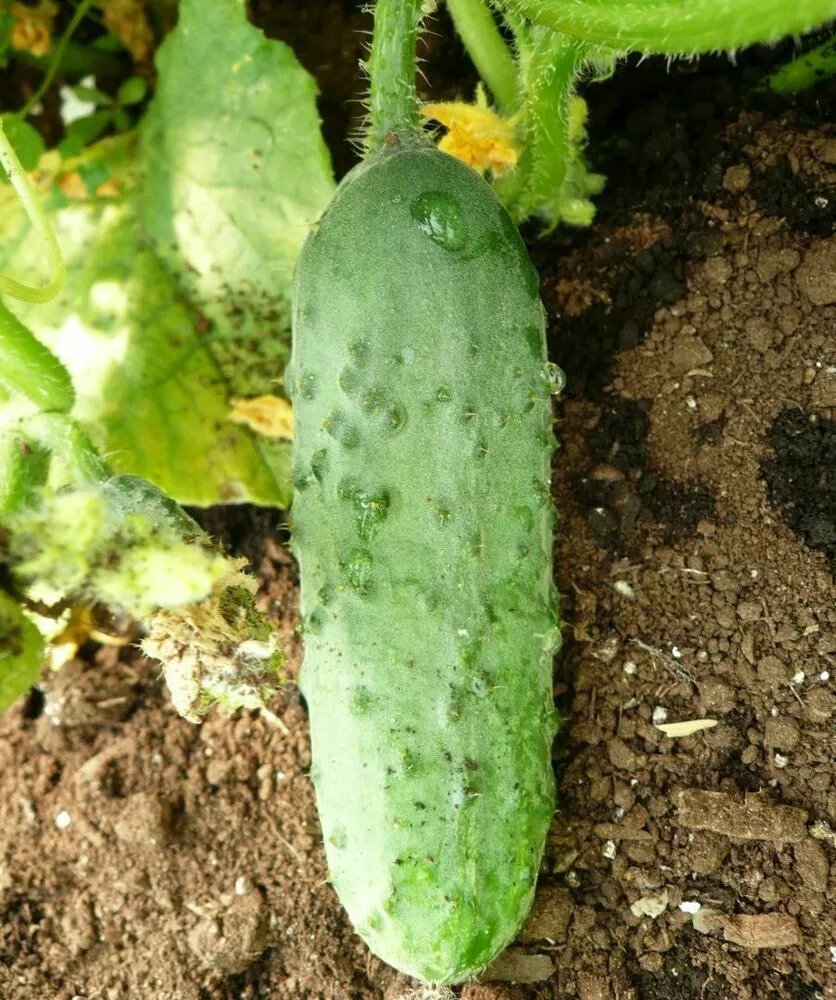 AW 50 Seeds Calypso Cucumber Vegetable Non Gmo Organic Easy to Grow - $9.69