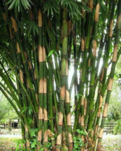 50 Pc Seeds Giant Atter Bamboo Plant, Perennial Bamboo Seeds for Planting | RK - £13.54 GBP
