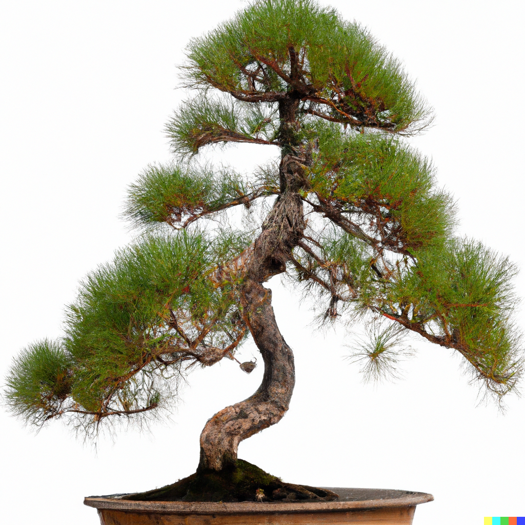 50 Tropical Oak Tree Seeds Bonsai Casuarina cunninghamiana - $8.79