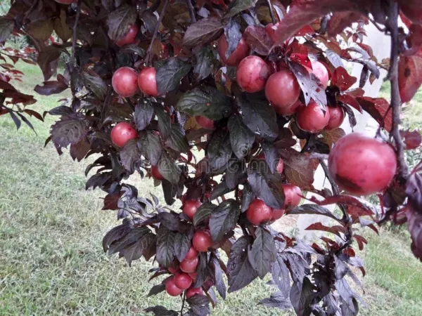 Purple Leaf Sand Cherry Prunus Cistena Dwarf Red Leaf Plum 5 Seeds 2023 Us Garde