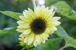 Lemon Queen Sunflowers Nongmo 15 Seeds - £9.83 GBP