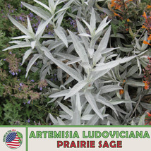 US Seller 300 Prairie Sage Seeds, Artemisia Ludoviciana, Native Wildflower &amp; Bee - £8.60 GBP