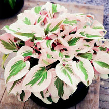 SL 150Pcs Hosta Flower Seeds Perennials White - $6.91