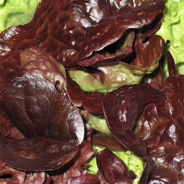 Fresh Organic Lettuce 600 Seeds Rouge D Hiver Romaine Red Leaf Packet 1 G - £7.85 GBP
