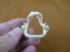 SJ140-5) Rare 2-1/2&quot; wide Gulper SHARK jaw sharks Centrophorus granulosus - $16.99