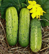 New Fresh Seeds Wisconsin Smr58 Pickling Cucumber Virus Resistant Top Producer - $9.90