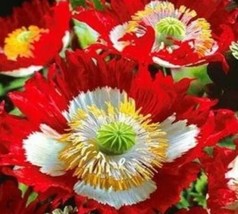 20 Danish Flag Poppy Flower Seeds Usa Seller - £5.85 GBP