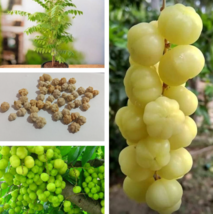 Phyllanthus Emblica Fruit Seeds Dried Rare Herb Amla Gooseberry Organic Ceylon - £4.71 GBP+