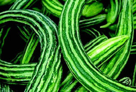 Armenian Cucumber Seeds SS - $8.42