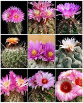 Thelocactus Variety Mix Exotic Mixed Cacti Rare Flowering Cactus Seed 25 Seeds - £7.16 GBP