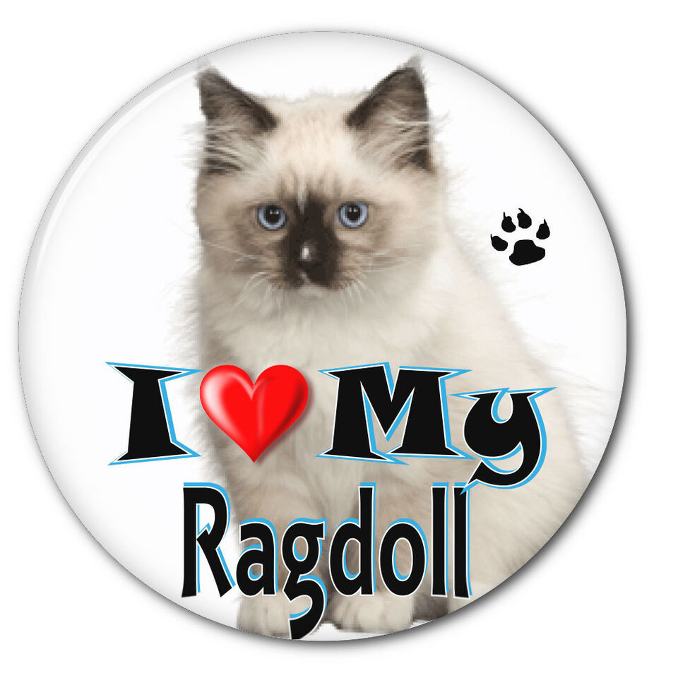 I LOVE MY RAGDOLL KITTEN CAT 3&quot; SAFETY PIN BACK BUTTON - $6.29