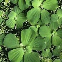 Daun Apu Apu - Pistia Stratiotes Leaf (Dried), 80 Gram - $17.83