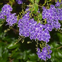 Sky Flower Duranta Repens Tropical Ornate Shrub Vibrant Blue Topiary Fav 10 Seed - £7.94 GBP