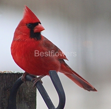 A Cardinal - 8x10 Unframed Photograph - £13.91 GBP