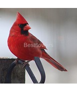 A Cardinal - 8x10 Unframed Photograph - $24.21 CAD