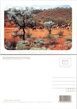 Australia Northern Territory Simpson Desert Safari Riding Camels VTG Postcard - £7.51 GBP