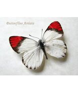 Crimson Tip Colotis Danae Real Butterfly Framed Entomology Collectible Shadowbox - $83.20 CAD