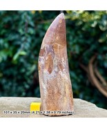 4.25&quot; HUGE Carcharodontosaurus Dinosaur Tooth Fossil (Similar to T-Rex) - - £1,313.33 GBP