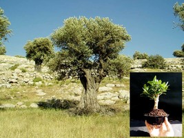 Olive tree - Pre Bonsai - £62.53 GBP