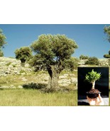 Olive tree - Pre Bonsai - £62.61 GBP