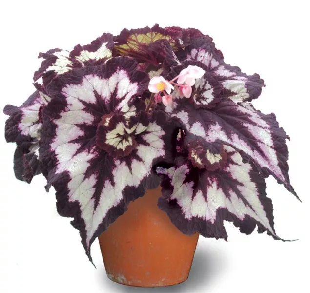 15 Seeds Begonia ‘China Curl’ – Unique Foliage Houseplant for Indoor Garden - $10.00