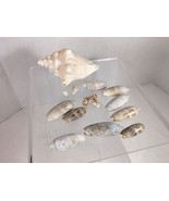 Lot Of Assorted Seashells Including Olives Conch Coral....  Shells - £10.63 GBP