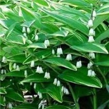 100 Solomons Seal Polygonatum Canaliculatum Flower Seeds - $6.78