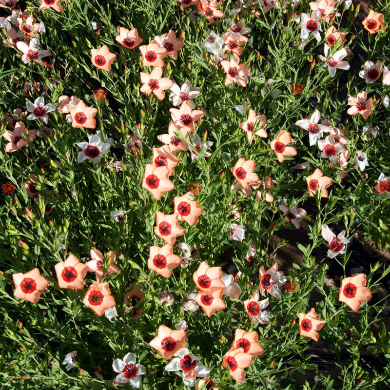 300Pcs Linum Usitatissimum Seeds Light Salmon Red Color Flower Fresh Seeds - $5.19