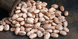 From US Bean Seeds - 50 seeds - Pinto Beans - USA Grown - $7.99