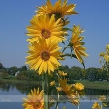 Maximillian Sunflower Seeds Professional 15 Seeds Masses Of Flowers  - £4.82 GBP