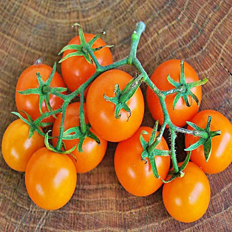 Tomato Sweet Orange Cherry Super Sweet Early Fresh Gardening - $21.16