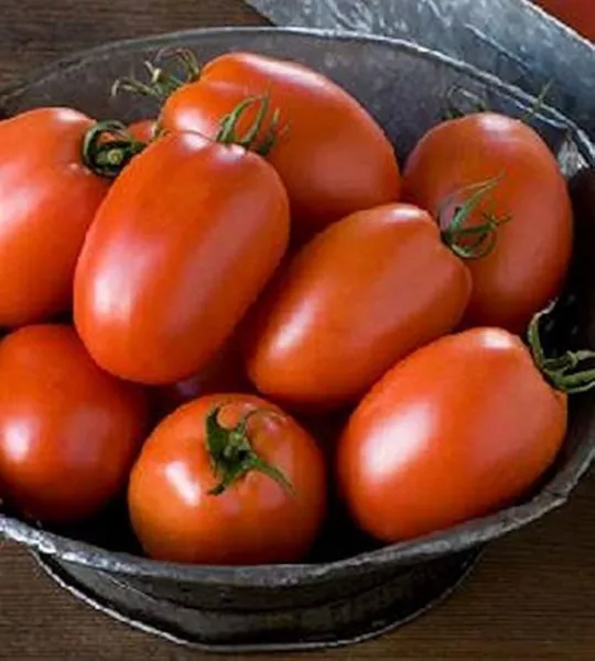 50 Seeds Plum Regal Tomato Tomatoe Vegetable Edible Canning Fresh - £8.12 GBP