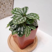 Aluminum Plant, Pilea Cadierei, 2 inch Live Plant, House Plant image 4