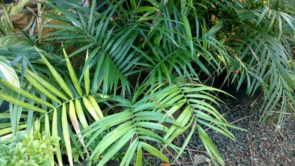 Chamaedorea radicalis BAMBOO PALM Very Cold Hardy Seeds - $220.17 MXN