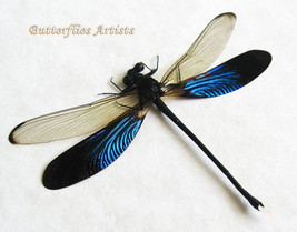 Stream Glory Neurobasis Chinensis Damselfly Dragonfly Framed Entomology ... - £37.56 GBP