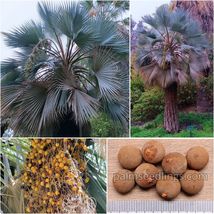 Brahea Armata Seeds 1000 Und Mexican Blue Hesper Palm Tree Fan Rare Exotic Bulk - £194.53 GBP