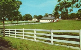 Picturesque Horse Farm Vintage Unposted Postcard Lexington Kentucky - £11.16 GBP