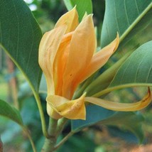 Magnolia Champaca Joy Perfume Tree Yellow Jade Orchid Tree 10 Seeds Fresh Seeds - £17.71 GBP