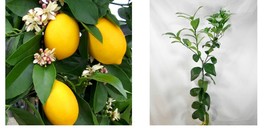 Live Plant - Dwarf Meyer Lemon Tree - 26-30&quot; Tall - Gallon Pot - Citrus × meyeri - £116.10 GBP